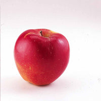 Malus domestica Braeburn - Zwerg-Apfelbaum Braeburn - Apfelbäume
