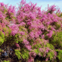 Tamariske - Tamarix tetrandra - Bakker