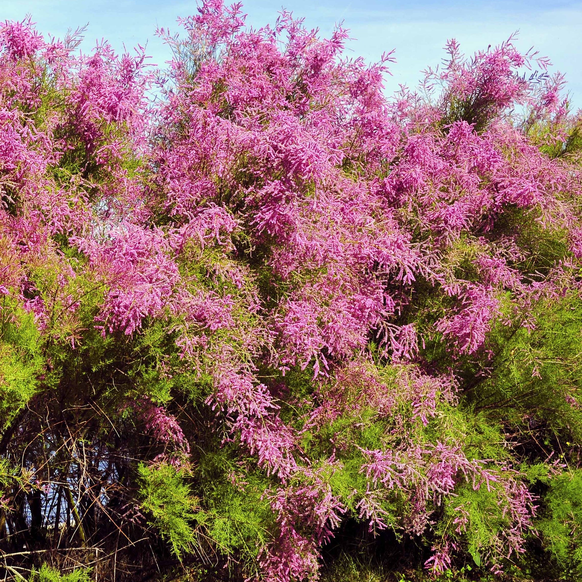 Tamariske - Tamarix tetrandra - Bakker