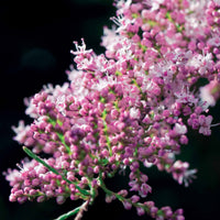 Tamarix tetrandra - Tamariske - Blühende Sträucher