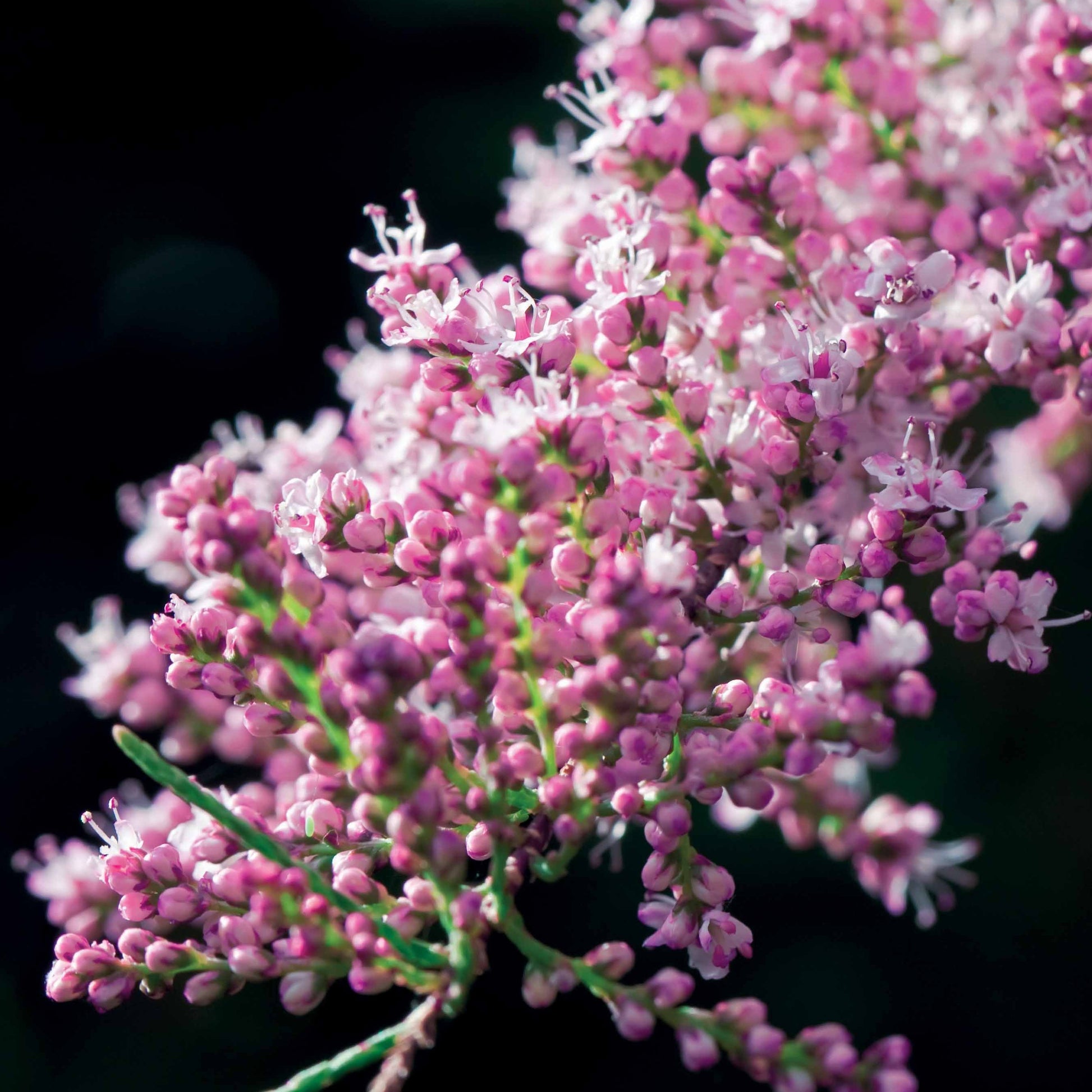 Tamarix tetrandra - Tamariske - Blühende Sträucher