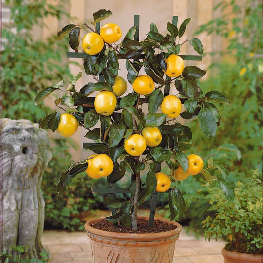 Zwergapfel ‘Golden Delicious’ - Bakker