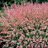 Verkauf Harlekinweide - Salix integra hakuro nishiki
