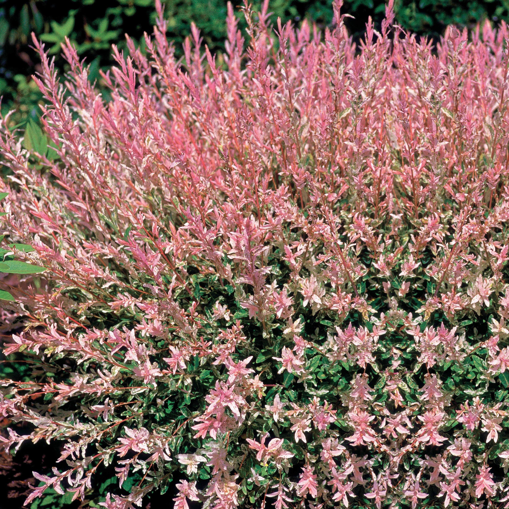 Verkauf Harlekinweide - Salix integra hakuro nishiki