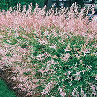 Harlekinweide - Salix integra hakuro nishiki - Bakker