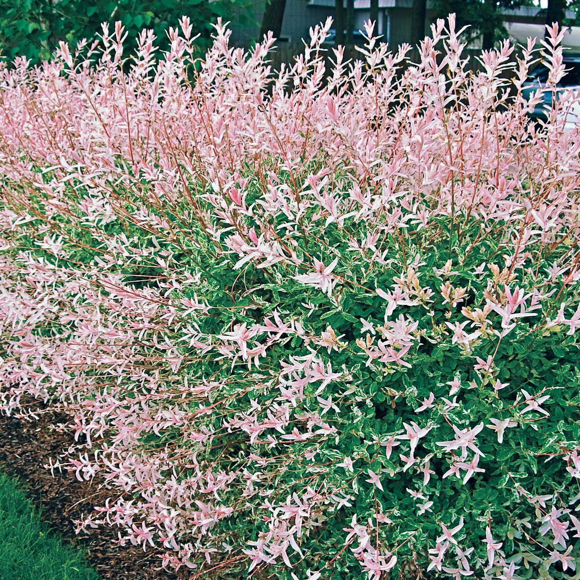 Harlekinweide - Salix integra hakuro nishiki - Bakker