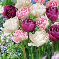 Pfingstrosenblütige Tulpen – Kollektion - Tulipa 'Angelique', 'Exotic Emperor', 'Negrita Double' - Bakker