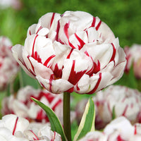 Tulipa 'Angelique', 'Exotic Emperor', 'Negrita Double' - Pfingstrosenblütige Tulpen – Kollektion - Tulpen-Zwiebeln