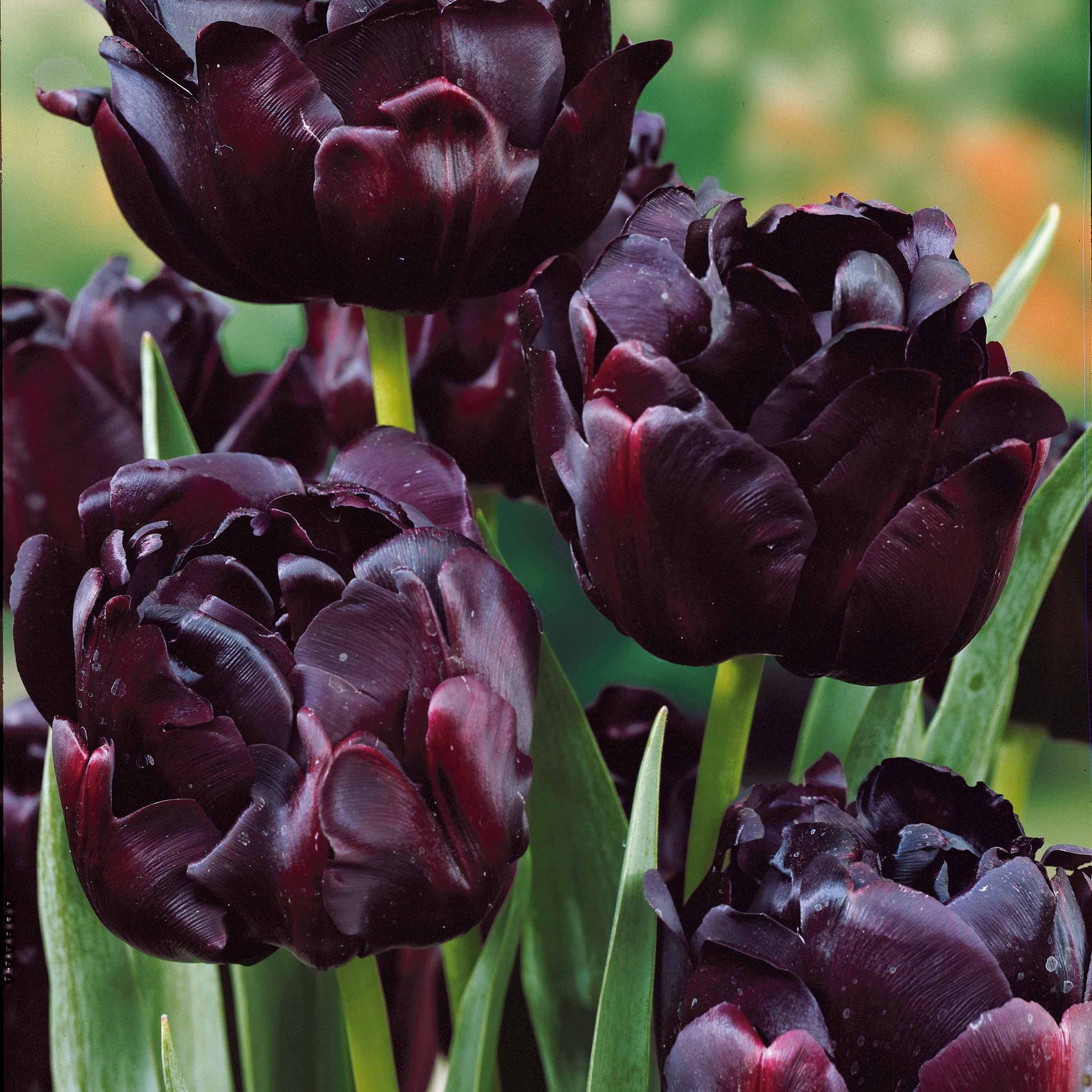 Tulpen-Zwiebeln - Pfingstrosenblütige Tulpen – Kollektion - Tulipa 'Angelique', 'Exotic Emperor', 'Negrita Double'