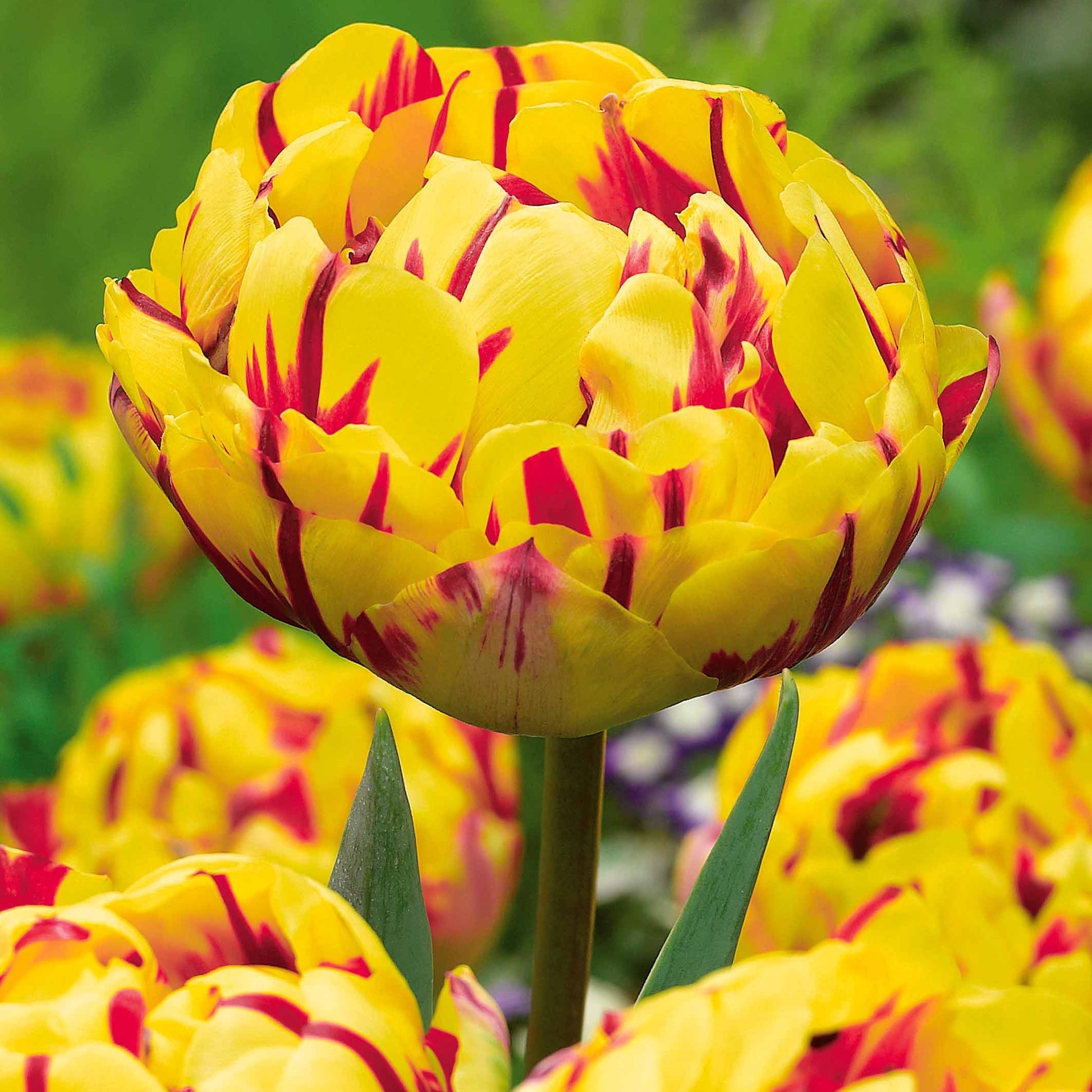 Verkauf Pfingstrosenblütige Tulpen – Kollektion - Tulipa 'Angelique', 'Exotic Emperor', 'Negrita Double'