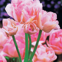 Verkauf Pfingstrosenblütige Tulpen – Kollektion