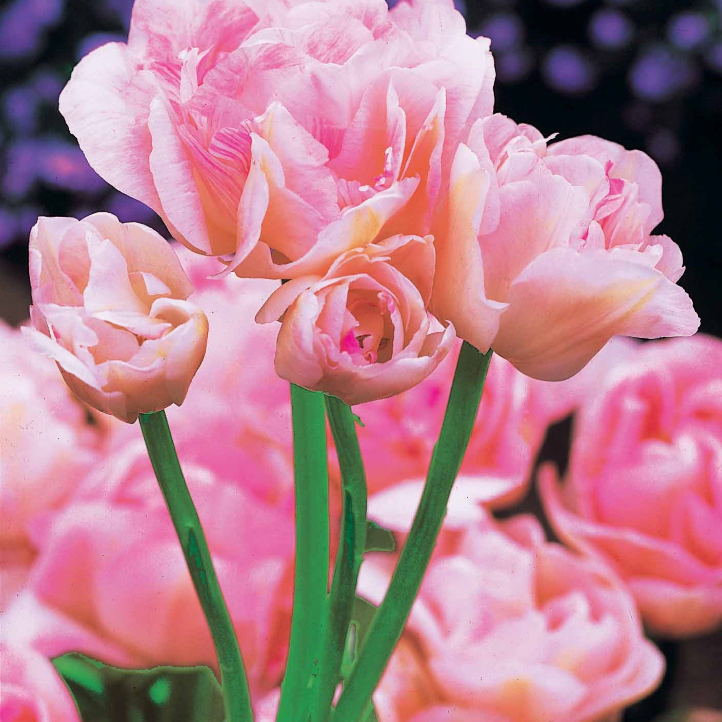 Verkauf Pfingstrosenblütige Tulpen – Kollektion