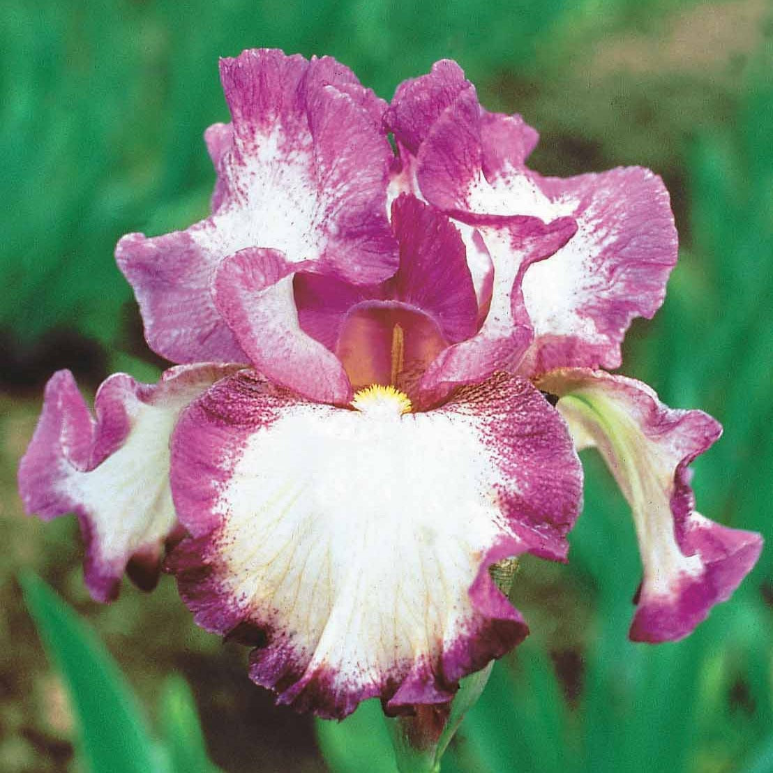 Deutsche Schwertlilie Autumn Encore (x3) - Iris germanica Autumn Encore - Bakker