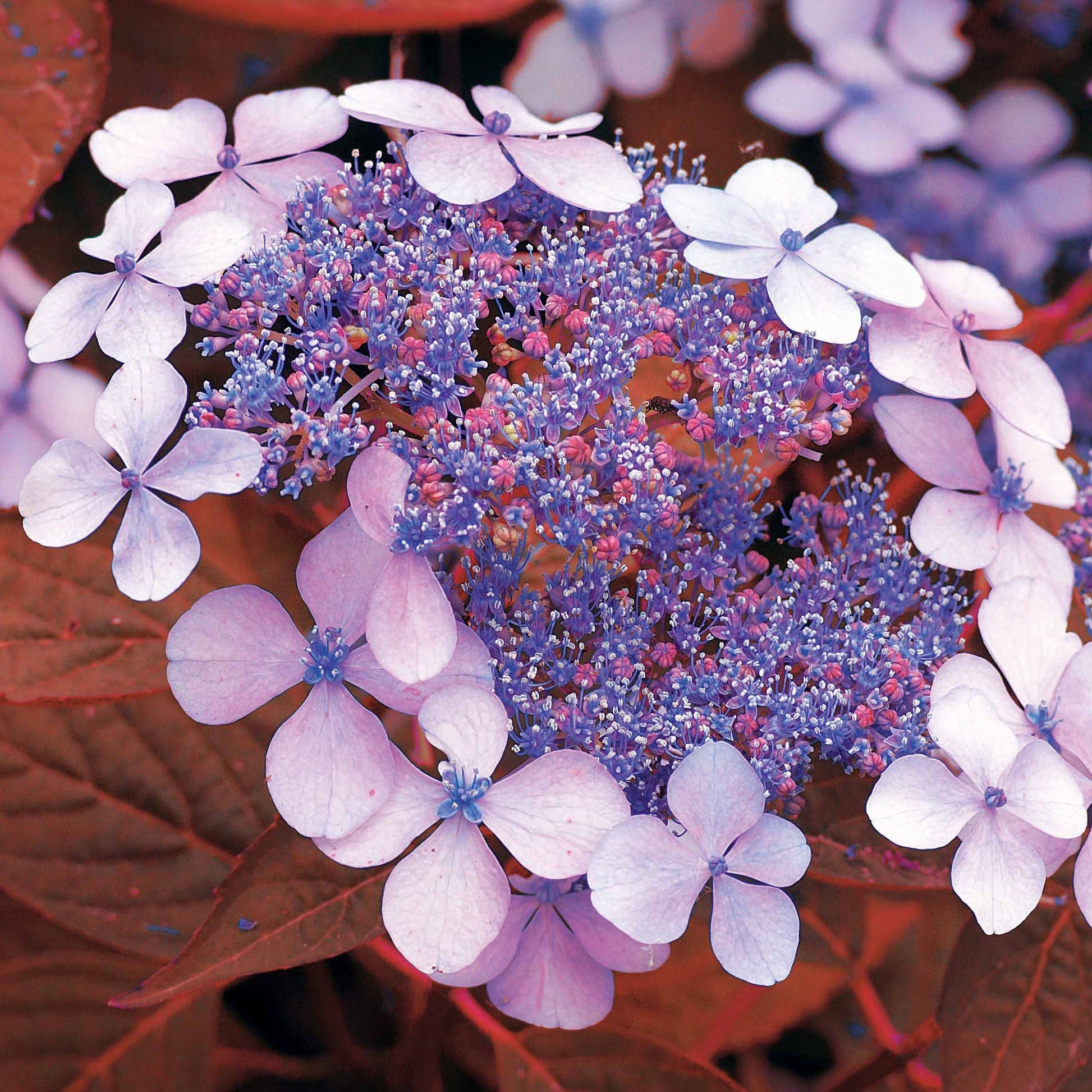 Hortensie Indian Summer - Bakker