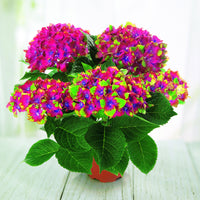 Bauernhortensie Saxon ® - Hydrangea macrophylla Saxon ® - Bakker