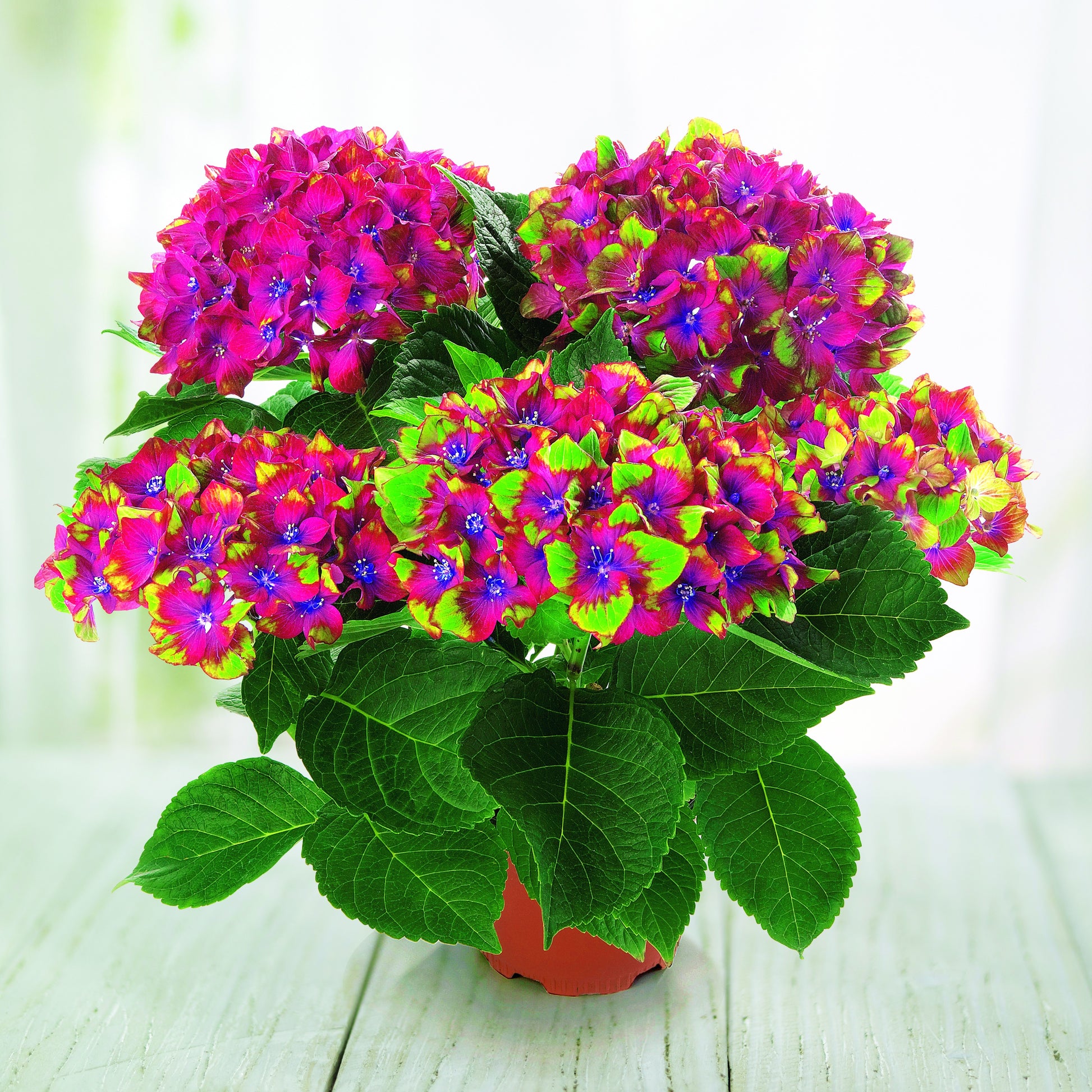 Bauernhortensie Saxon ® - Hydrangea macrophylla Saxon ® - Bakker