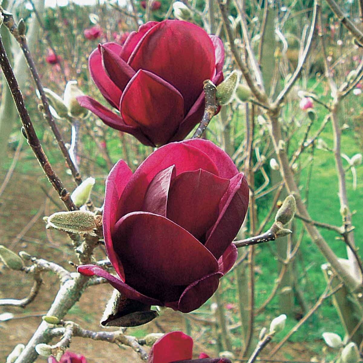 Magnolien - Magnolie Genie - Magnolia Genie