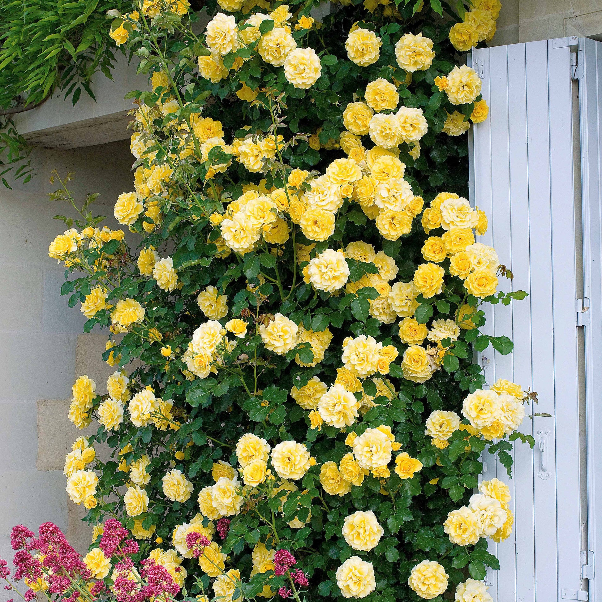 Kletterrose Golden Gate ® Korgolgat - Rosa Golden Gate ® Korgolgat - Bakker