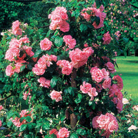 Rosa jasmina korcentex - Kletterrose Jasmina Korcentex - Kletterrosen