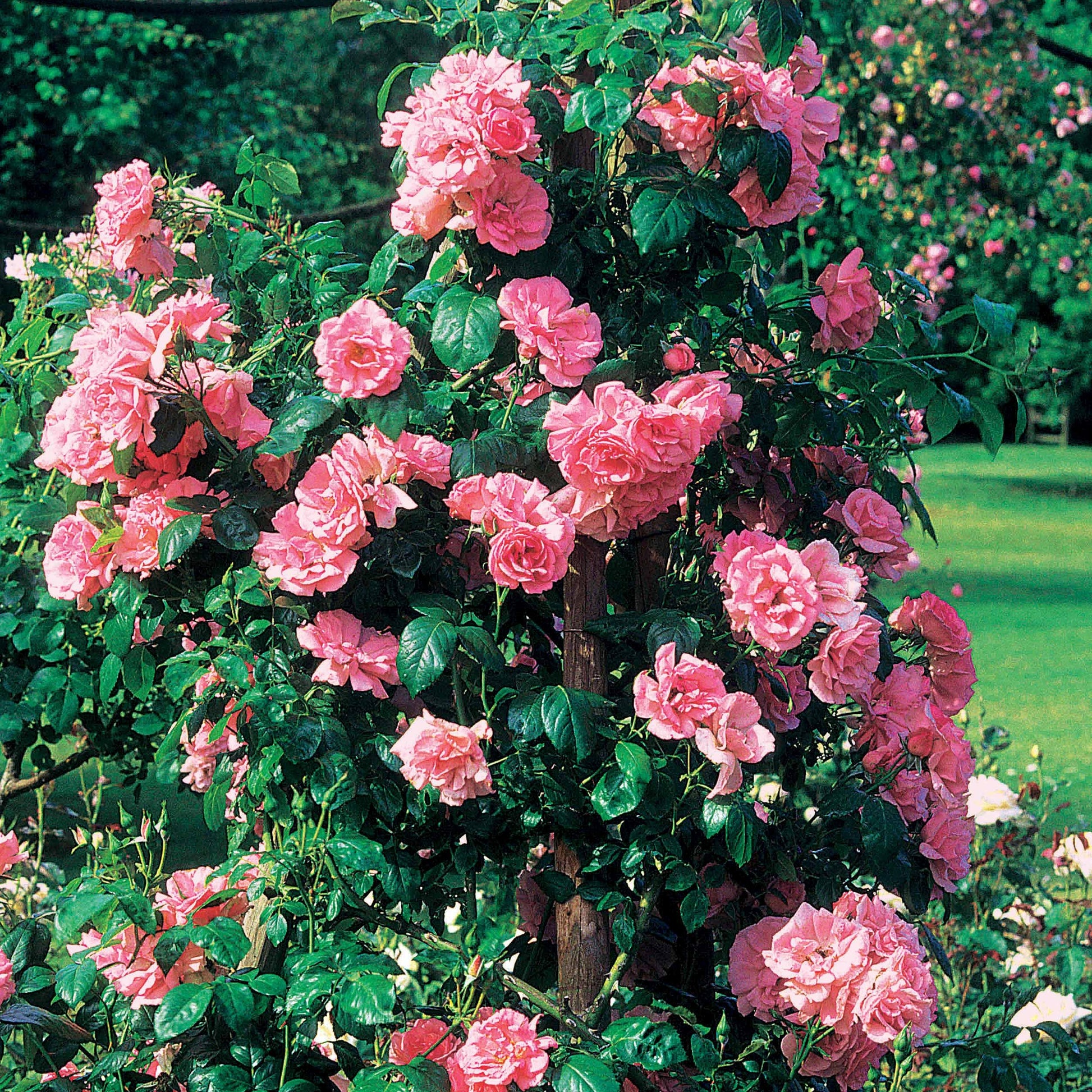 Rosa jasmina korcentex - Kletterrose Jasmina Korcentex - Kletterrosen