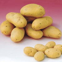 Kartoffeln: Sorten für 6 Erntemonate (x80) - Solanum tuberosum 'charlotte', 'rose defrance', 'c - Bakker