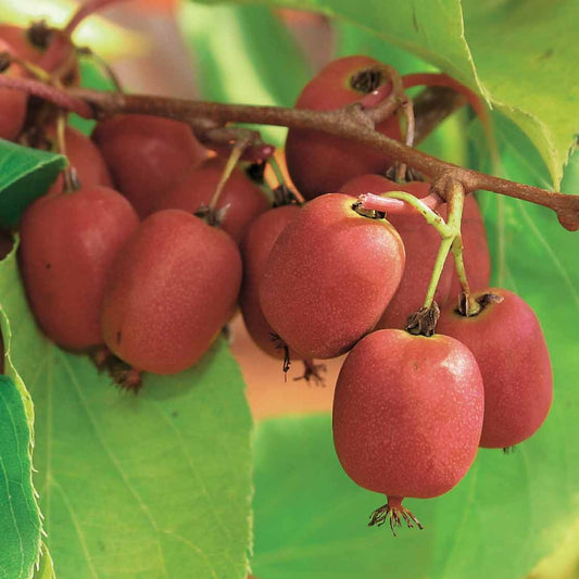 Rotes Kiwi-Paar Weiki ® Plus (1 Männchen + 1 Weibchen) - Bakker