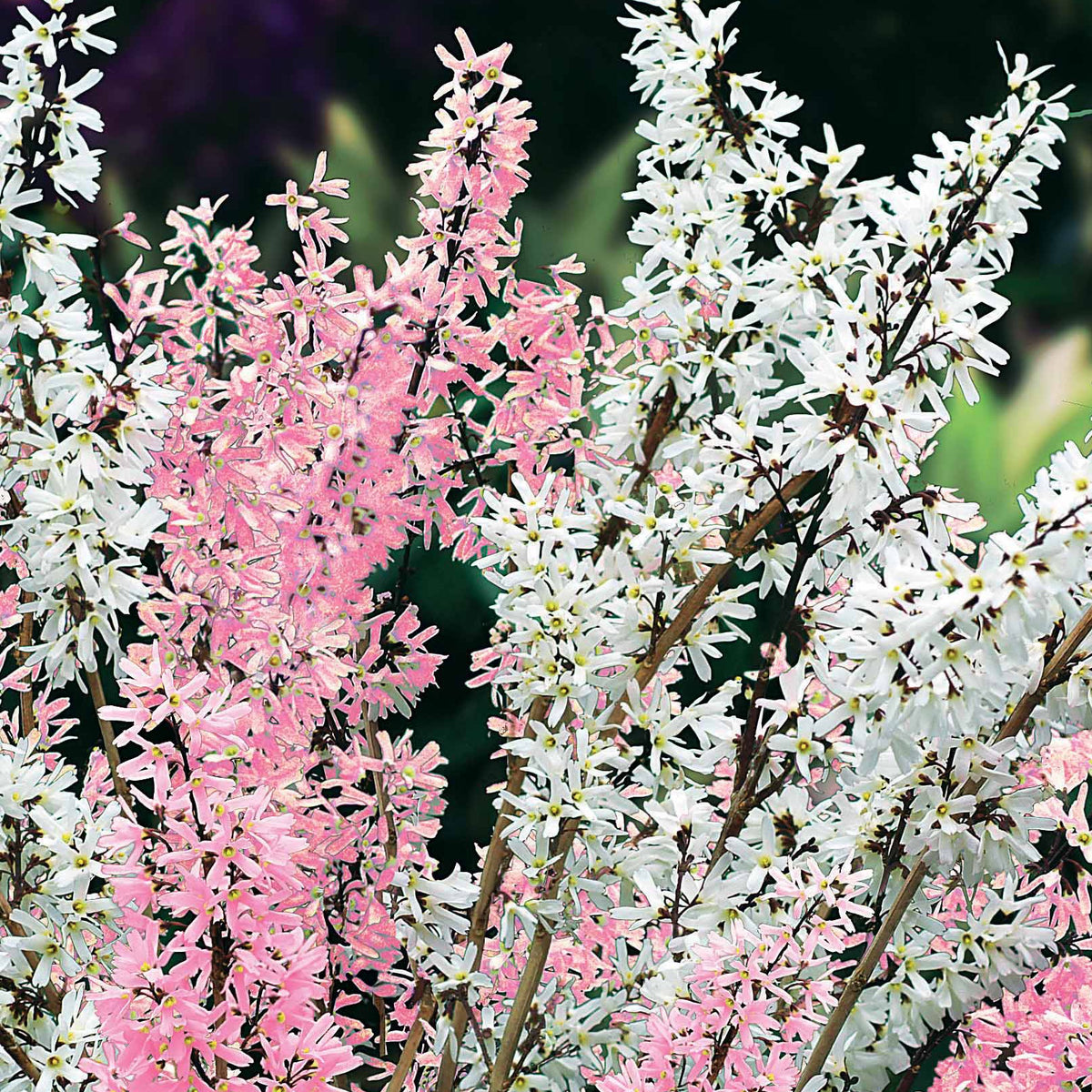 Forsythien weiß + rosa - Bakker