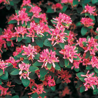Tatarische Heckenkirsche Rosea - Lonicera tatarica rosea - Bakker