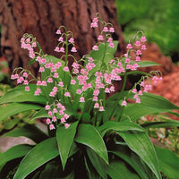 Maiglöckchen ‘Rosea’ - Convallaria majalis Rosea - Bakker