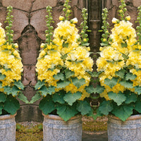Stockrose ‘Spring Celebrities Lemon’ - Bakker