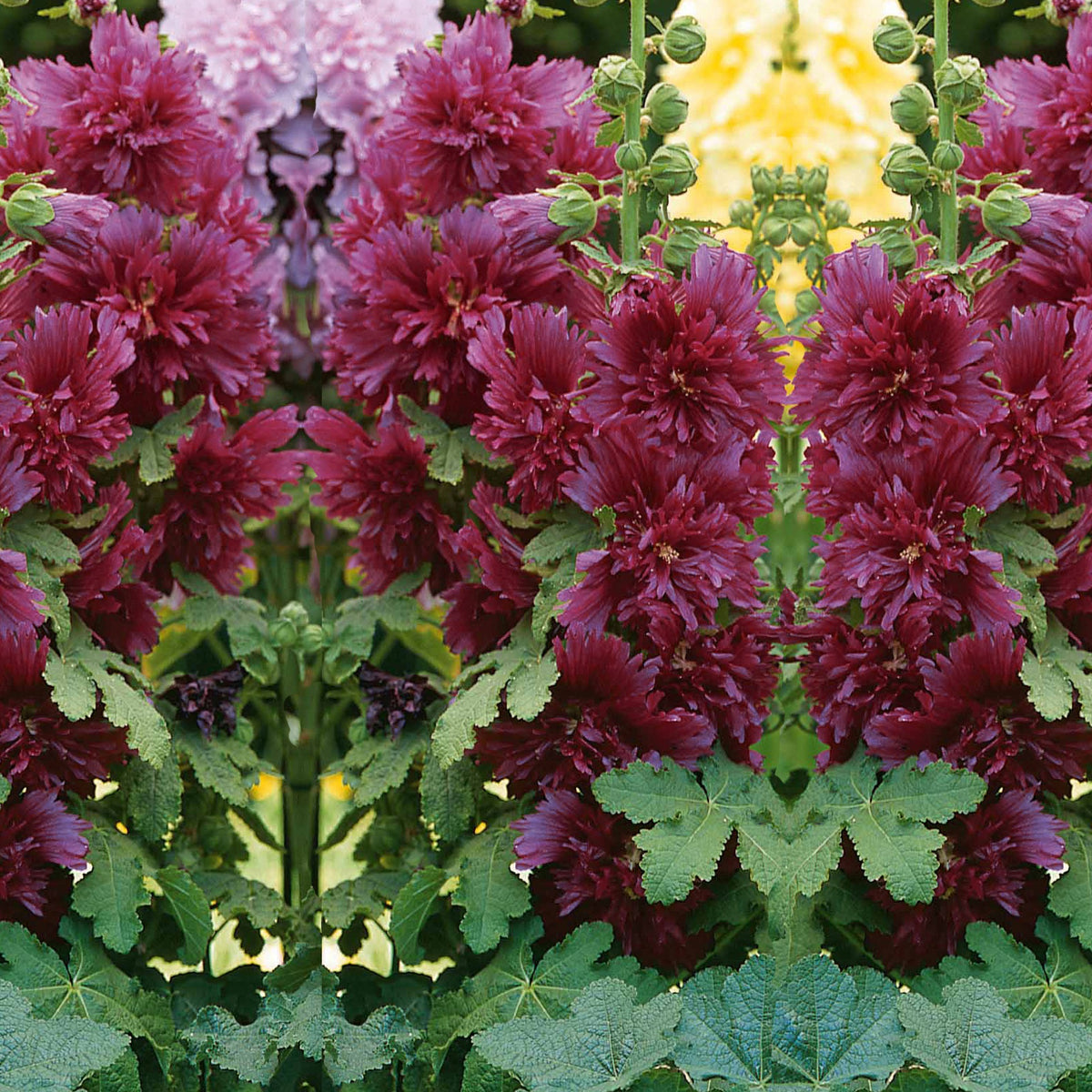 Stockrose ‘Spring Celebrities Purple’ - Alcea rosea annua spring celebrities purple - Bakker