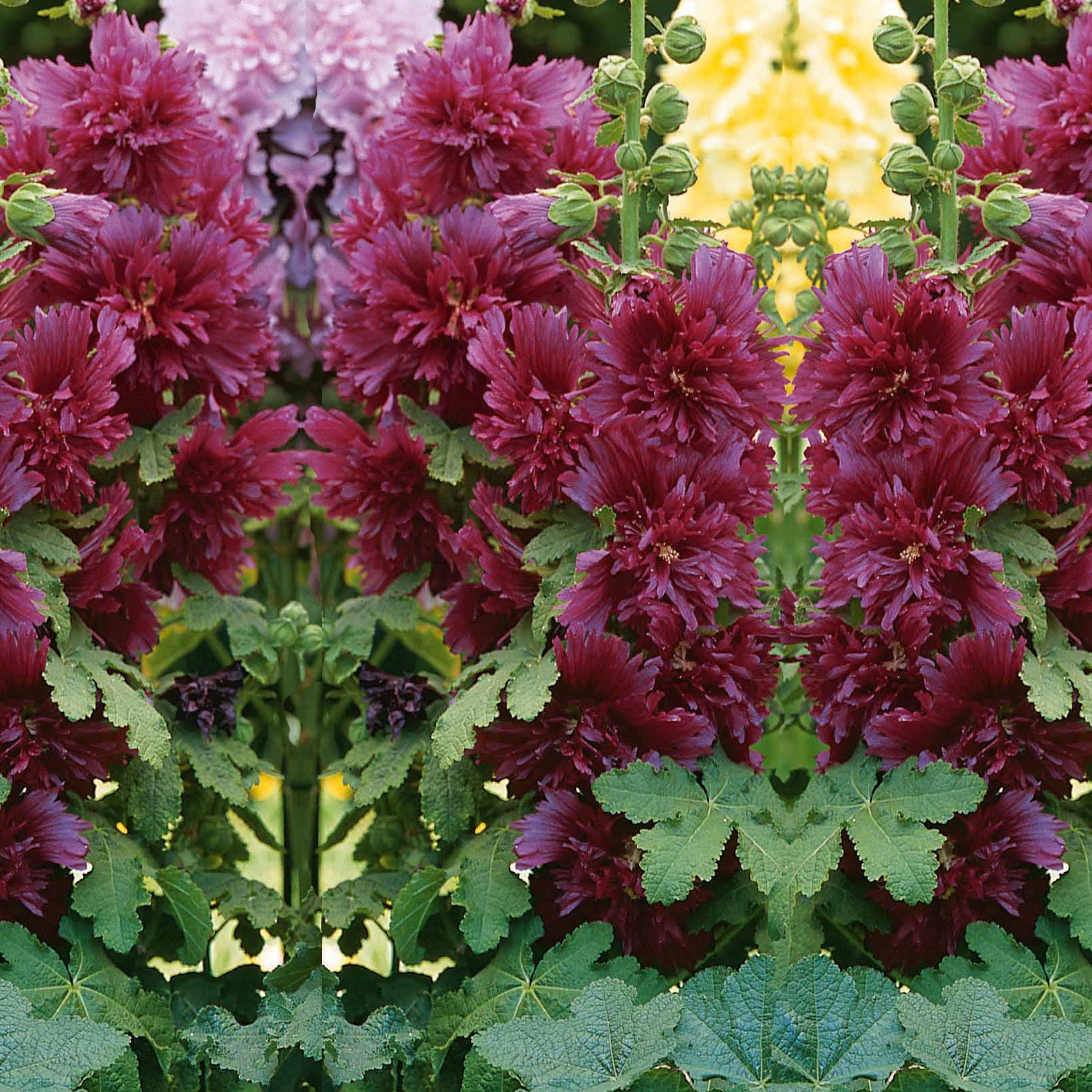Stockrose ‘Spring Celebrities Purple’ - Alcea rosea annua spring celebrities purple - Bakker