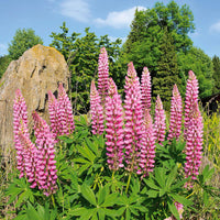 Lupine ‘Russell Pink’ (x3) - Bakker