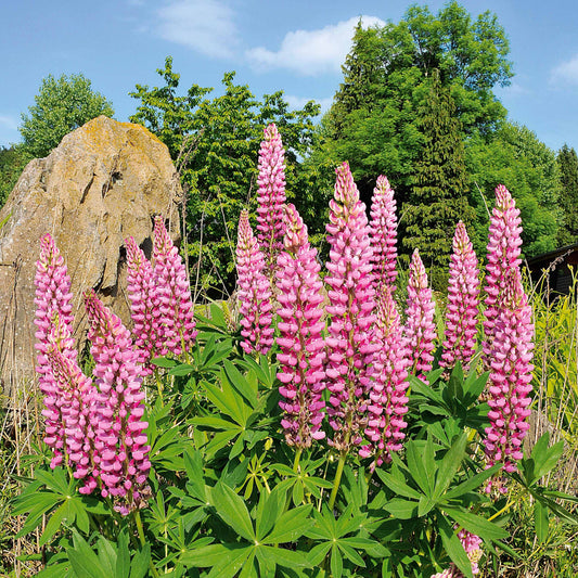 Lupine ‘Russell Pink’ (x3) - Bakker
