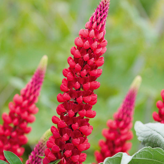 Lupine ‘Russell Red’ (x3) - Bakker