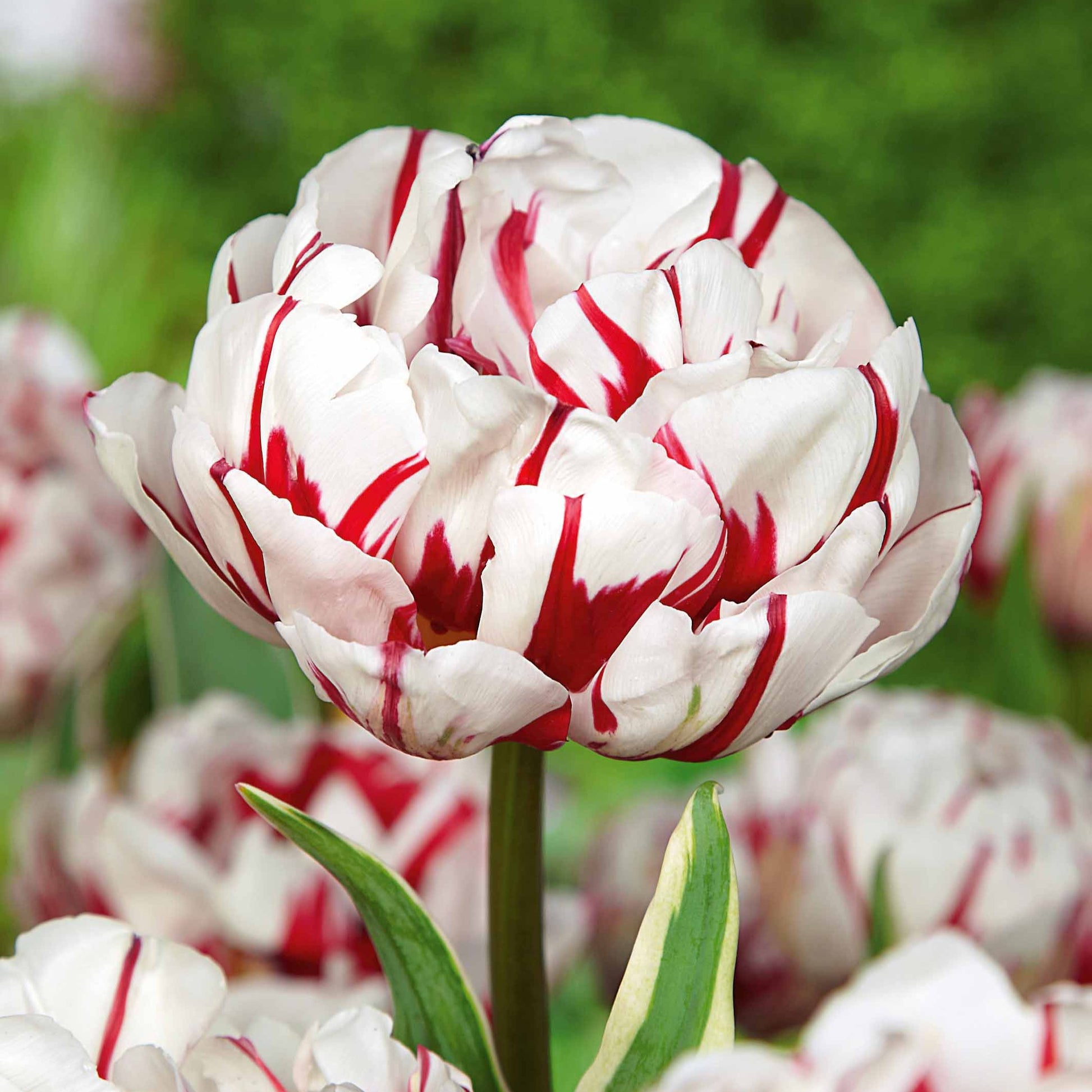 Pfingstrosen-Tulpen ‘Carnaval de Nice’ (x10) - Bakker