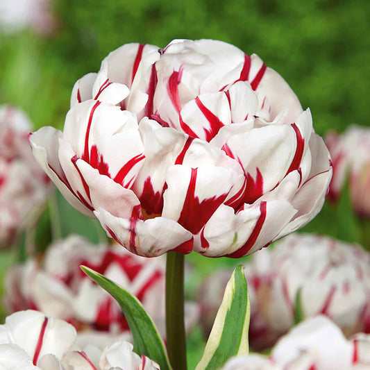 Pfingstrosen-Tulpen ‘Carnaval de Nice’ (x10) - Bakker
