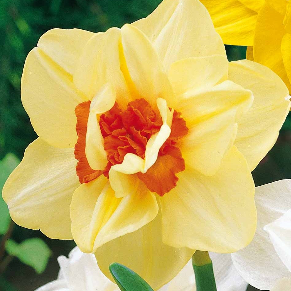 Gefüllte Narzisse 'Flower Parade' (x10) - Narcissus flower parade - Bakker