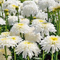 Margeriten Fiona Goghill (x3) - Bakker