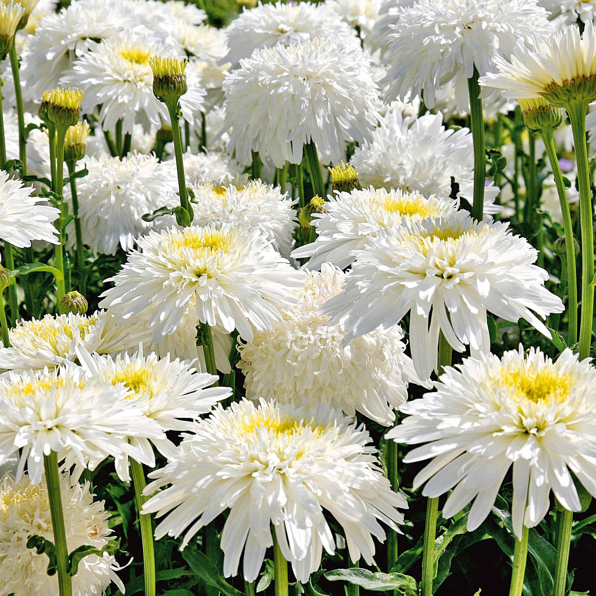 Margeriten Fiona Goghill (x3) - Bakker