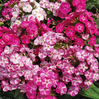 Hohe Flammenblume Potpourri (x3) - Bakker