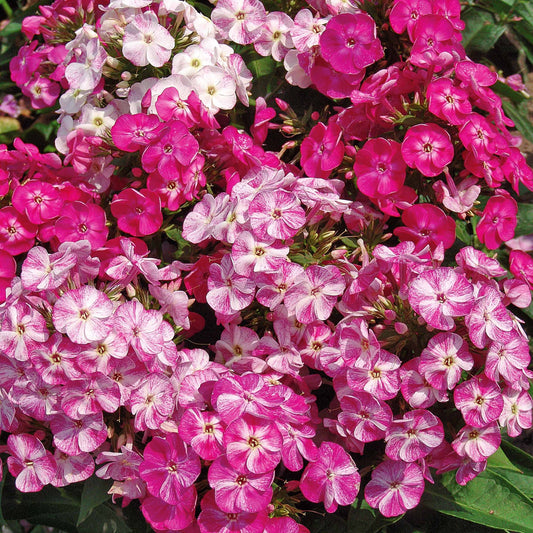 Hohe Flammenblume Potpourri (x3) - Bakker