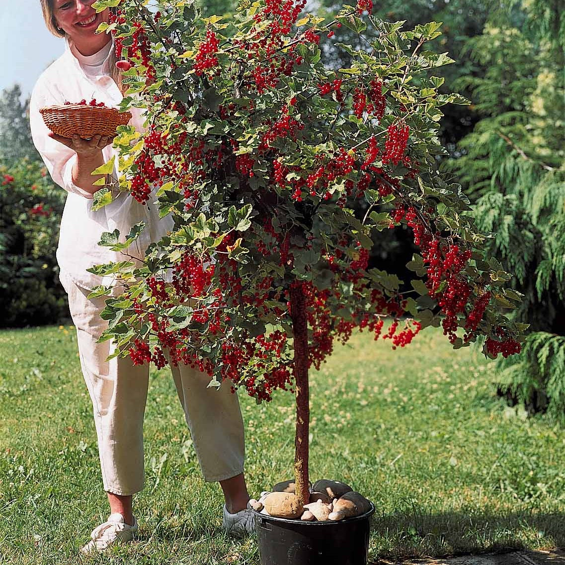 Verkauf Rote Johannisbeere auf Stamm ‘Jonkheer van Tets’ - Johannisbeeren