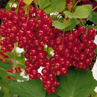 Rote Johannisbeere auf Stamm ‘Jonkheer van Tets’ - Johannisbeeren - Bakker