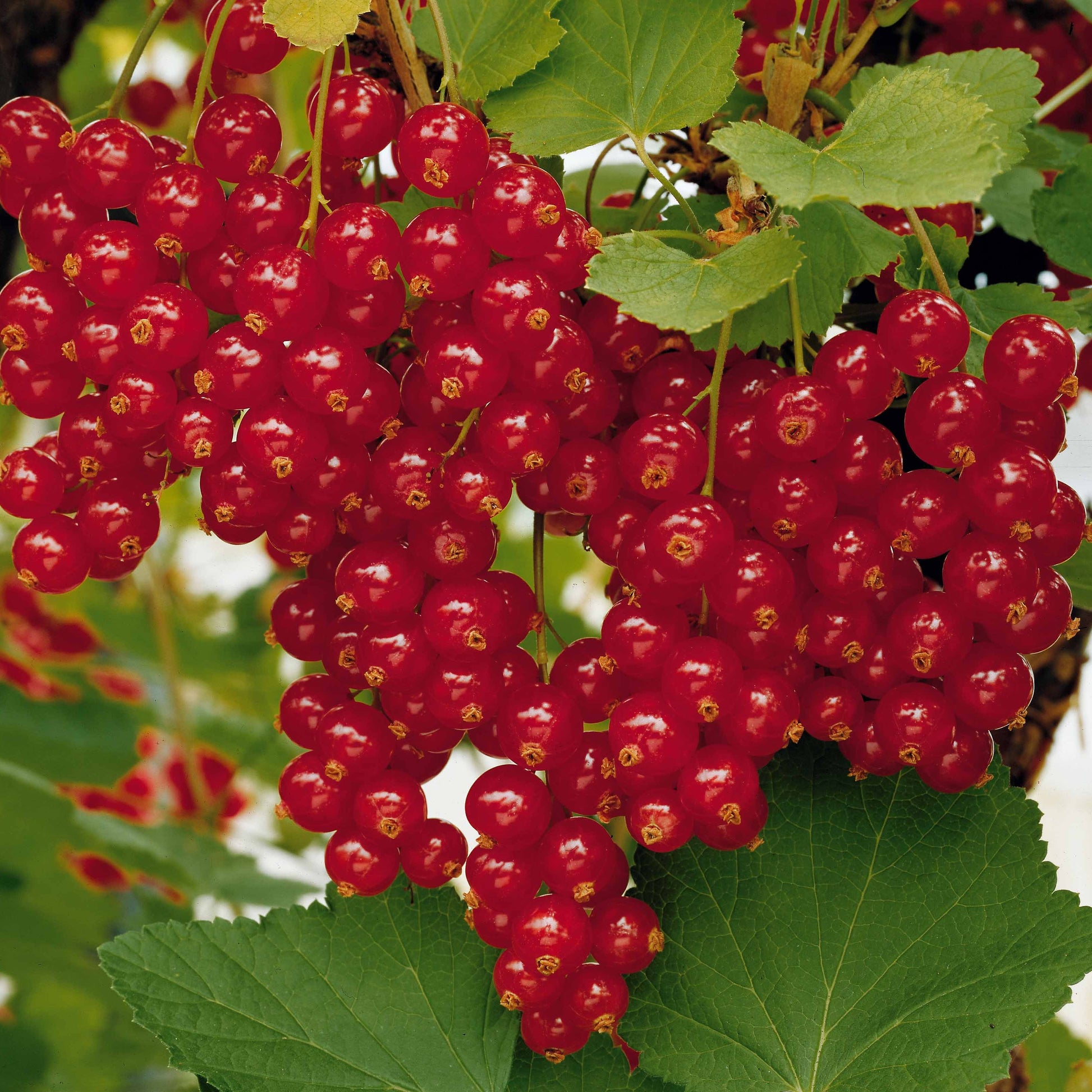 Rote Johannisbeere auf Stamm ‘Jonkheer van Tets’ - Johannisbeeren - Bakker