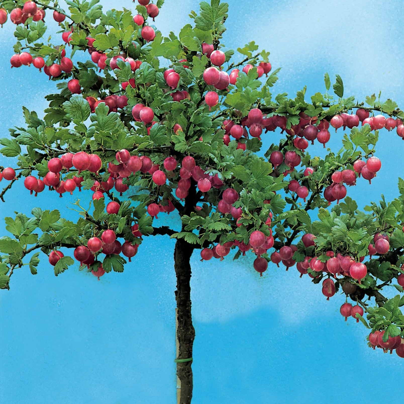 Ribes uva-crispa Hinnonmäki Röd - Rote Stachelbeere auf Stamm - Johannisbeeren