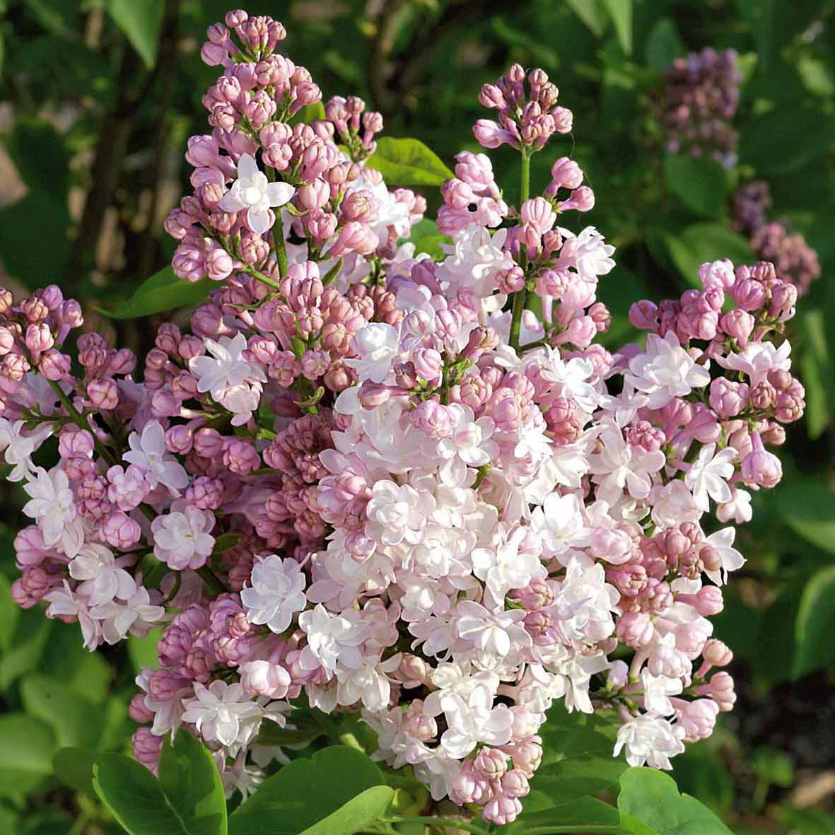 Syringa vulgaris Beauty of Moscow - Flieder ‘Beauty of Moscow’ gefüllt - Flieder