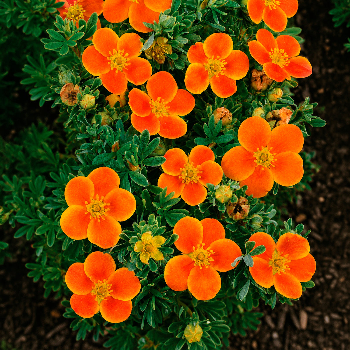 Fingerstrauch Hecke Orange/Gelb/Weiß (x3)