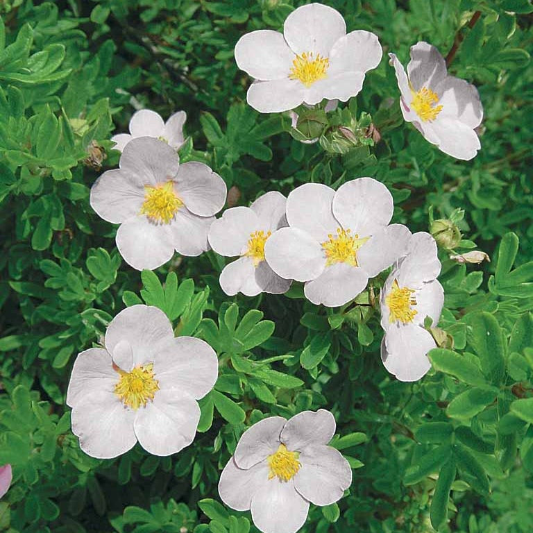 Blühende Sträucher - Fingerstrauch Hecke Orange/Gelb/Weiß (x3) - Potentilla ‘hopley’s’ orange, goldfinger jaune, ‘a