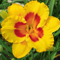 Taglilien ‘Fooled Me’ Serie 500 (x3) - Hemerocallis fooled me série 500 - Bakker